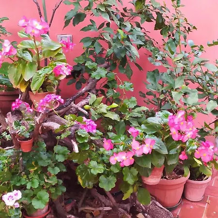 Panzió Gioia Civita